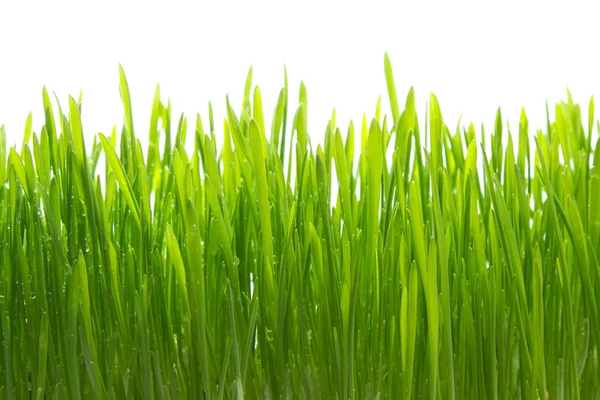 Tau auf Gras — Stockfoto