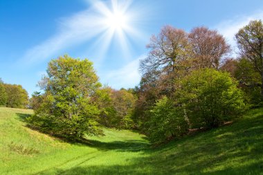 Spring landscape with green grass and trees and blue sky clipart