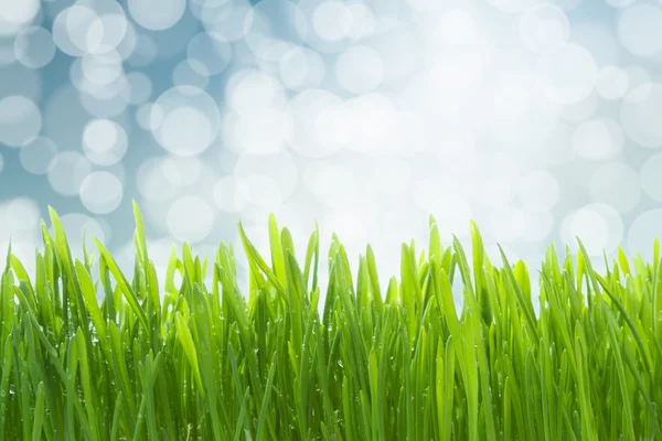 Vått grönt gräs — Stockfoto