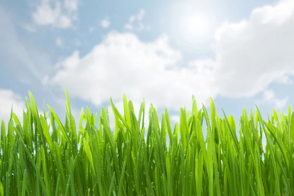 Zelená tráva proti modré obloze — Stock fotografie