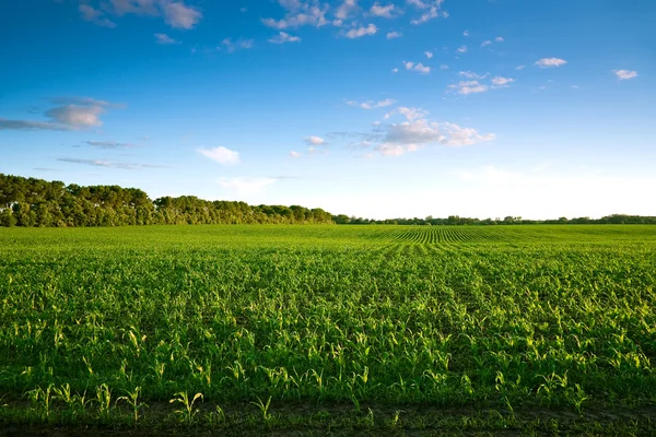 Grüne Wiese mit jungem Mais bei Sonnenuntergang — Stockfoto