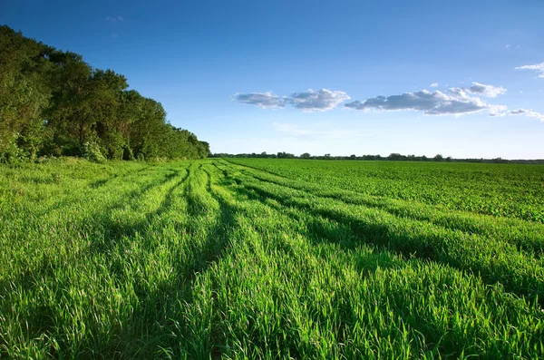 Green field in spring — Stock Photo, Image