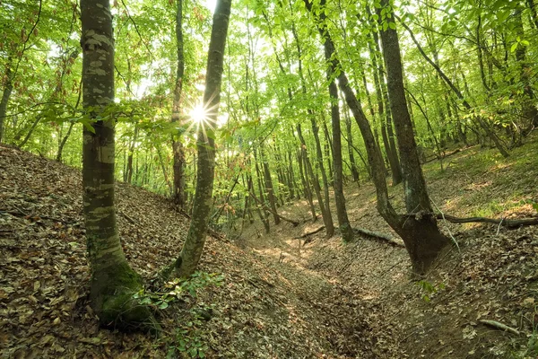 Kayın ağacı ve meşe ormanı — Stok fotoğraf