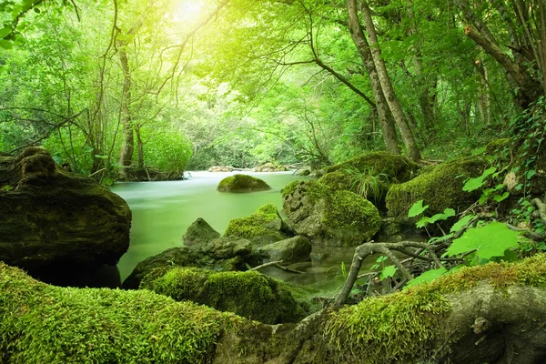 stock image The river in the forest