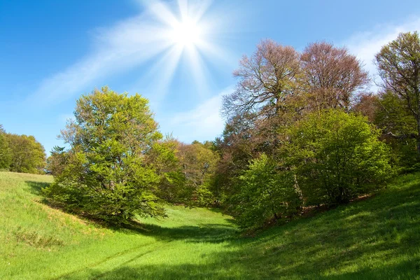 Frühlingslandschaft mit grünem Gras und Bäumen und blauem Himmel — Stockfoto