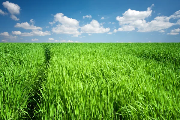 Groen veld bij spring — Stockfoto