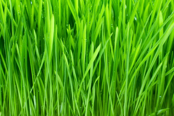 Nass mit taugrünem Gras Nahaufnahme — Stockfoto