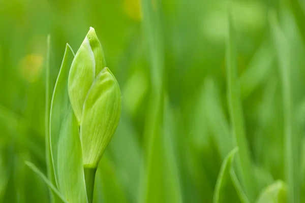 Grüne Blätter und eine Knospen-Iris in Nahaufnahme — Stockfoto