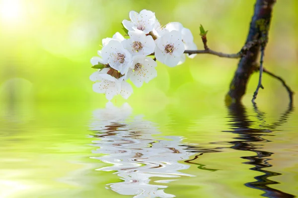 Bahar çiçekli dal temiz suya yansıyan — Stok fotoğraf