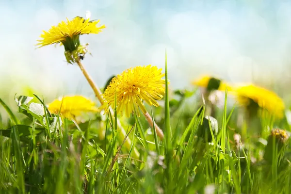 Wiosenne kwiaty, mniszek — Zdjęcie stockowe