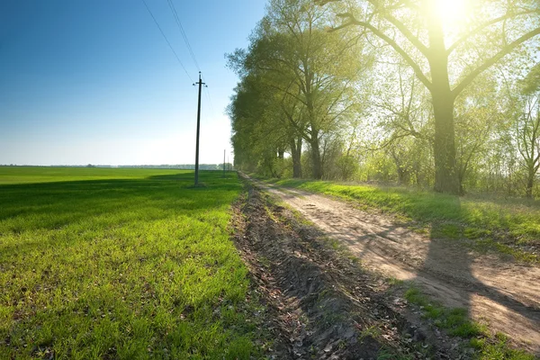 Camino de campo a través de campos verdes y filas de árboles en primavera —  Fotos de Stock
