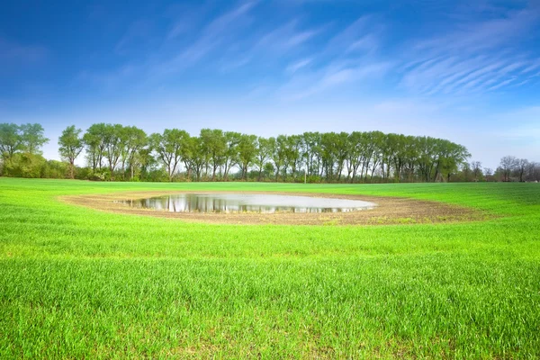 Groene velden en bomen — Stockfoto