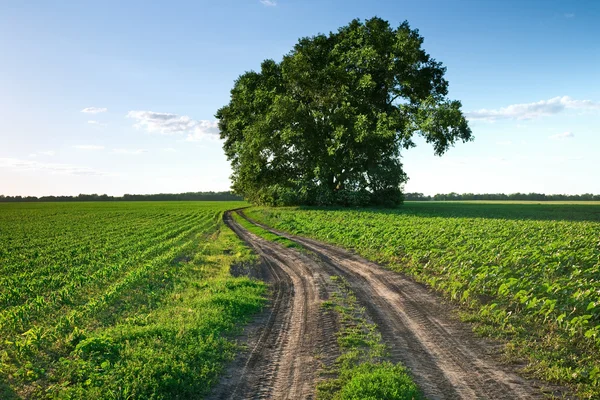 Landsväg genom gröna fält och rader av träd på våren — Stockfoto