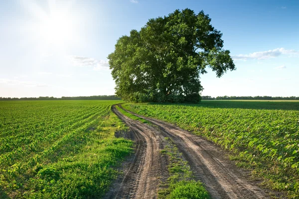 Landweg door groene velden en rijen van bomen in het voorjaar van — Stockfoto