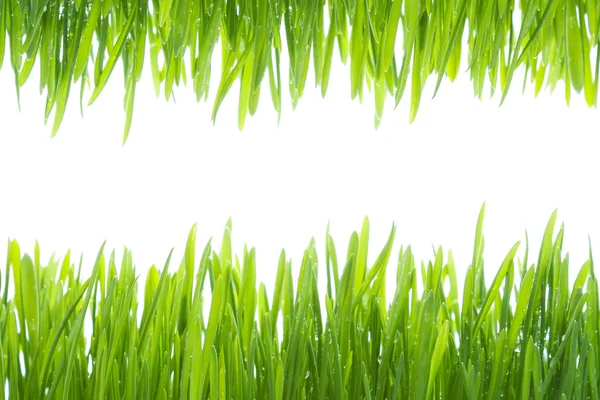 Rahmen aus nassem Gras — Stockfoto