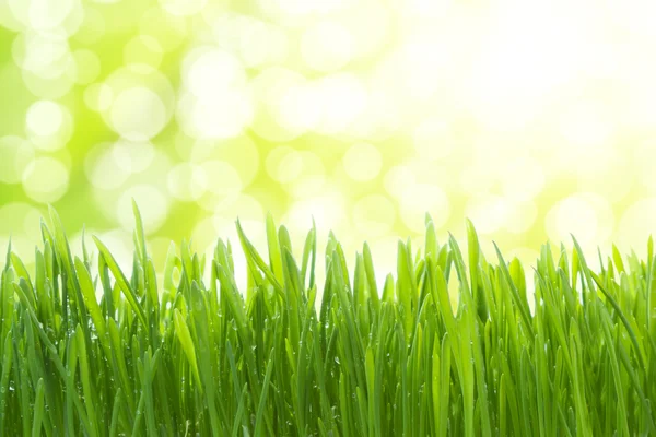 Nassgrünes Gras — Stockfoto