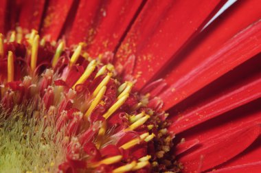 Makro kırmızı çiçek gerbera2