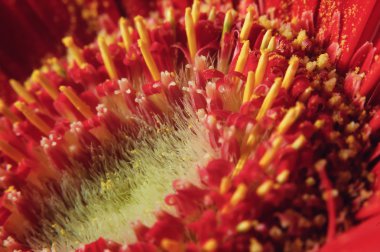 Makro kırmızı çiçek gerbera