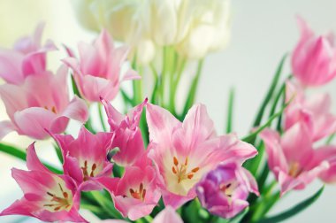 Beyaz ve pembe tulips8