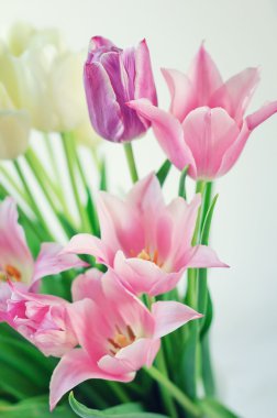 Beyaz ve pembe tulips3