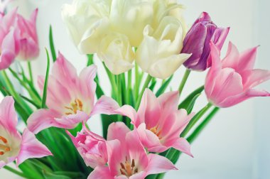 Beyaz ve pembe tulips2