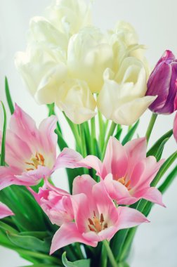 Beyaz ve pembe tulips1