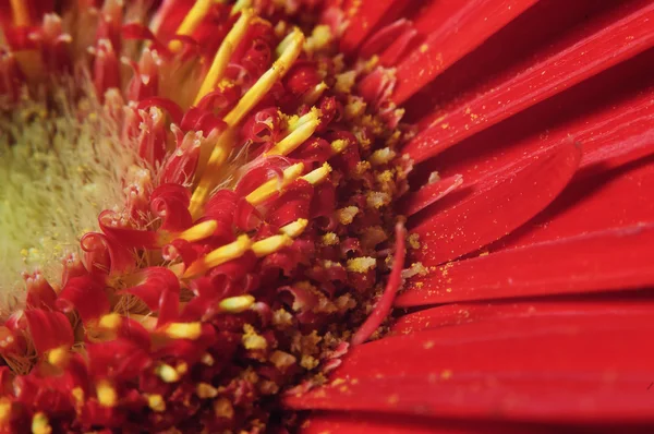 stock image Macro red flower gerbera3