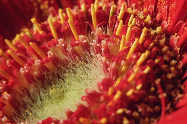 stock image Macro red flower gerbera