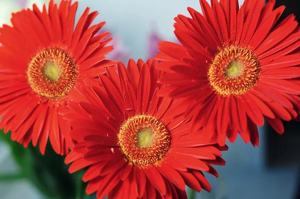 Makro kırmızı çiçek gerbera8 — Stok fotoğraf