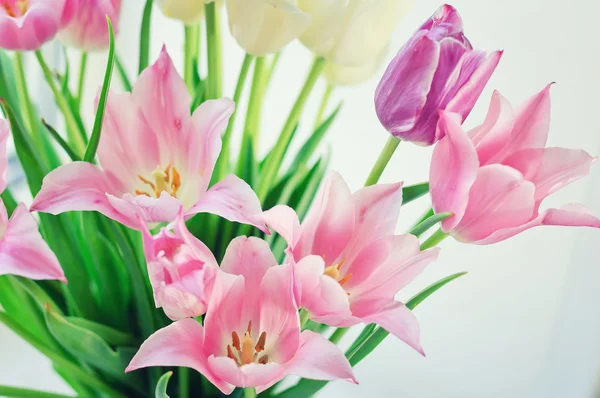 Tulipanes blancos y rosados6 Fotos de stock