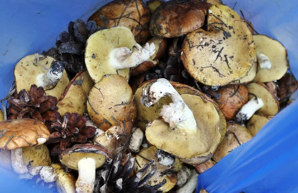 stock image Mushrooms