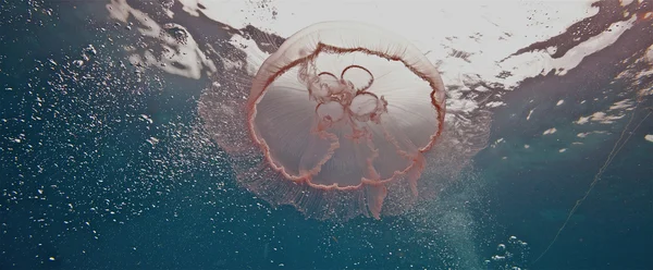 Moon Jellyfish — Stock Photo, Image