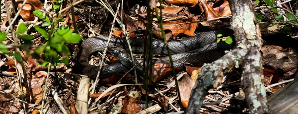 stock image Shedding Snake