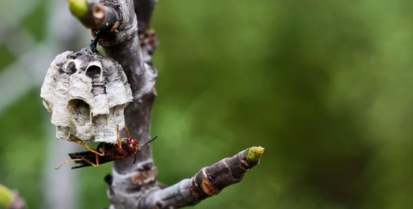 Wasp on nest — Stock Photo, Image