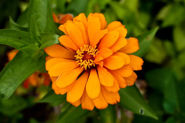 stock image Flowers