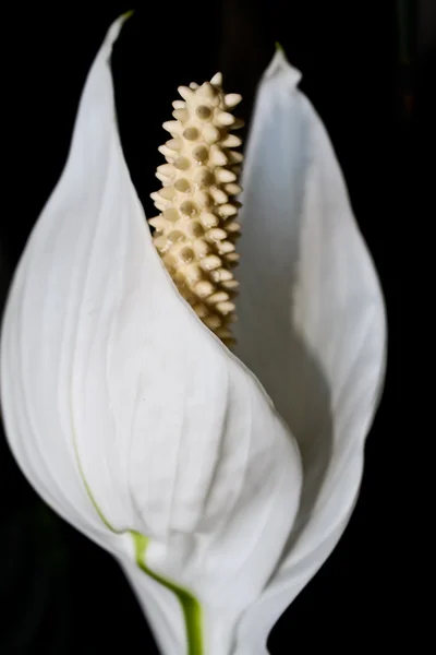 Kwiat biały z czarnym tłem — Zdjęcie stockowe