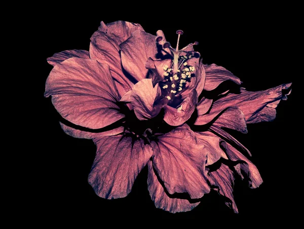 Hibisco envelhecido isolado sobre fundo preto — Fotografia de Stock