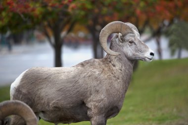 Alberta, Kanada ram