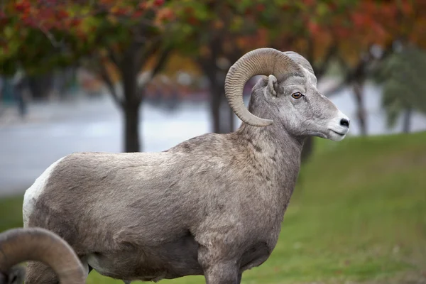 Stock image Ram in Alberta, Canada