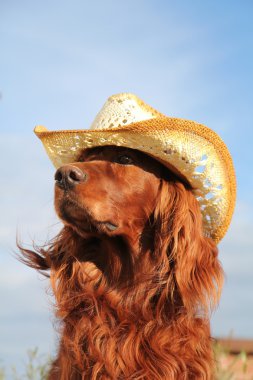 İrlandalı red setter