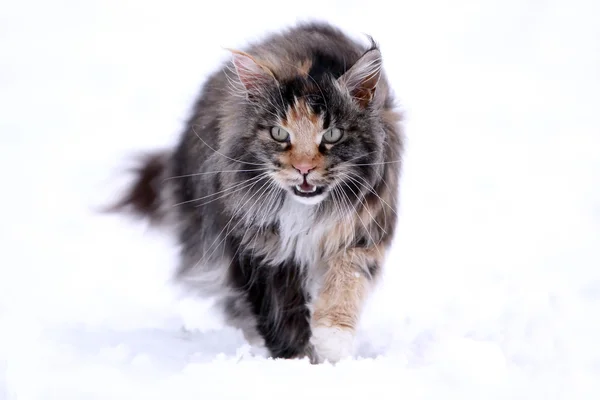 Maine Coon — Stock Photo, Image