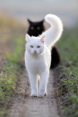 White and black cats clipart