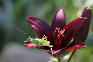 Grasshopper on lily clipart