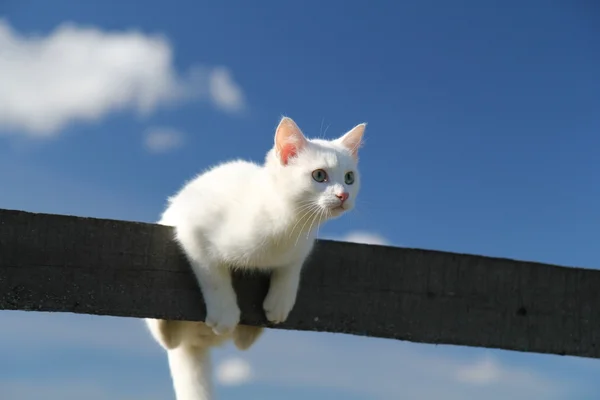 Bílé kotě — Stock fotografie