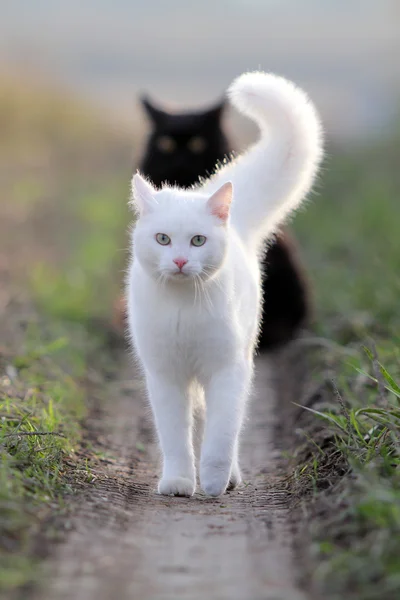 白猫と黒猫 — ストック写真