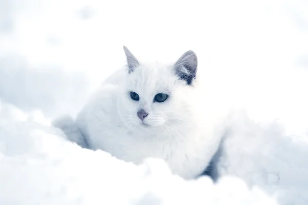 Inverno gato branco — Fotografia de Stock