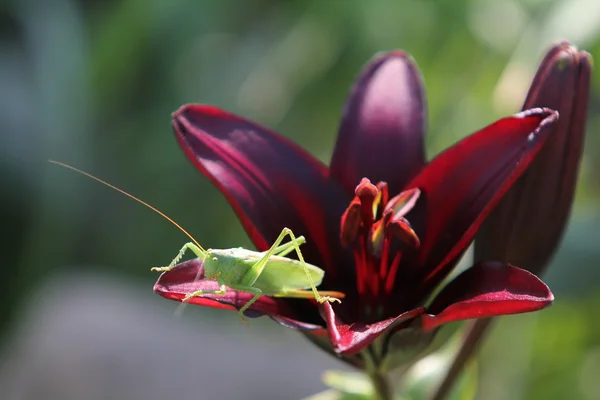 stock image Grasshopper on lily