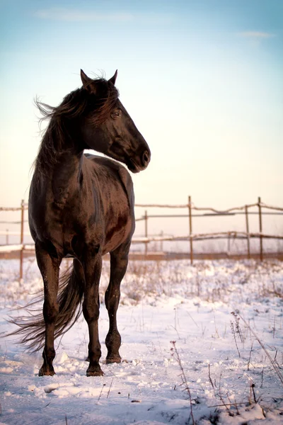 Winter black horse
