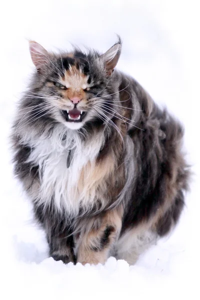 Maine Coon