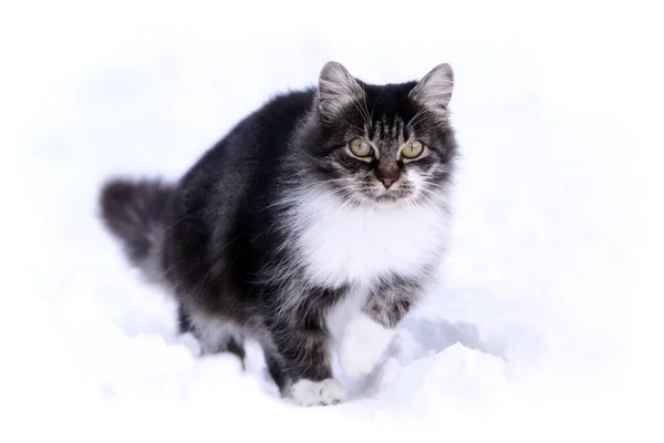 Gato cinzento na neve — Fotografia de Stock